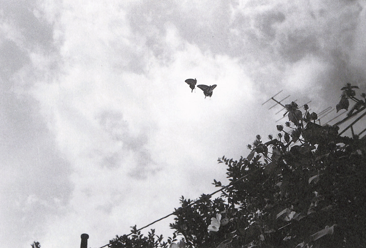 NOBUYOSHI ARAKI / Last Year's Photographs (Special Edition)