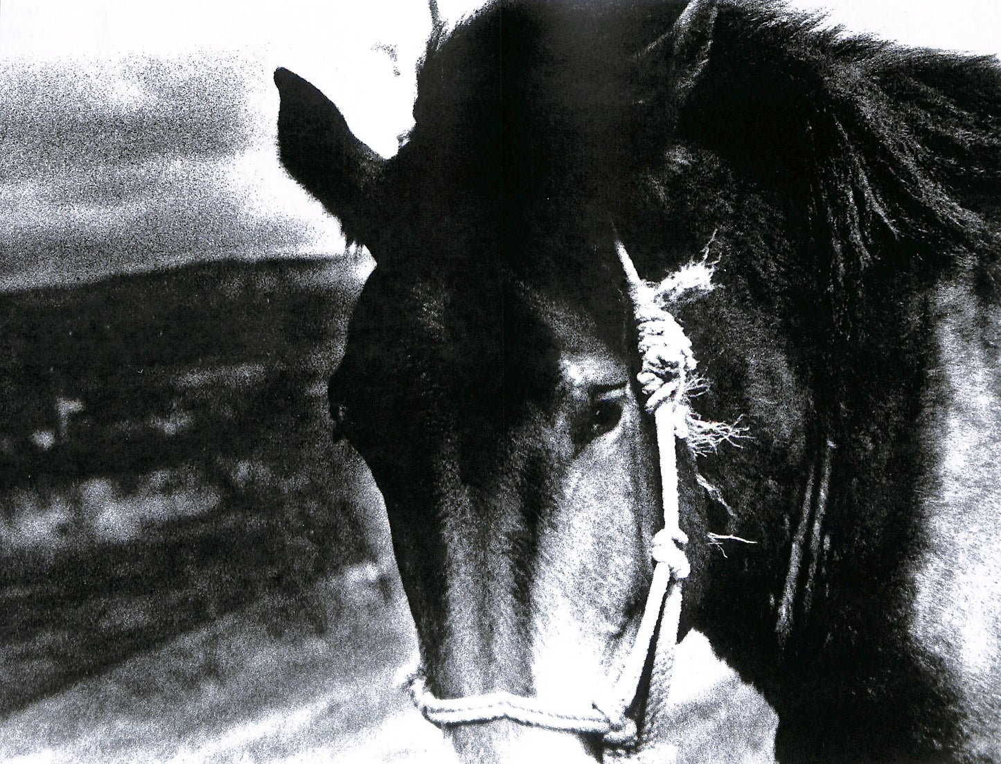 DAIDO MORIYAMA / Momoe (signed)