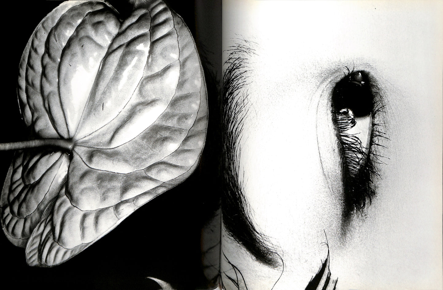 NOBUYOSHI ARAKI / Erotos