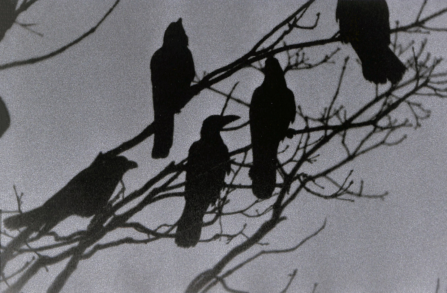 MASAHISA FUKASE / Ravens