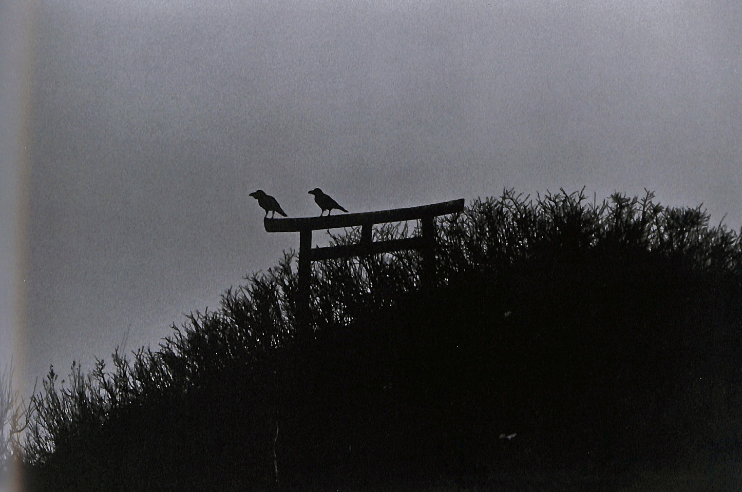 MASAHISA FUKASE / Ravens