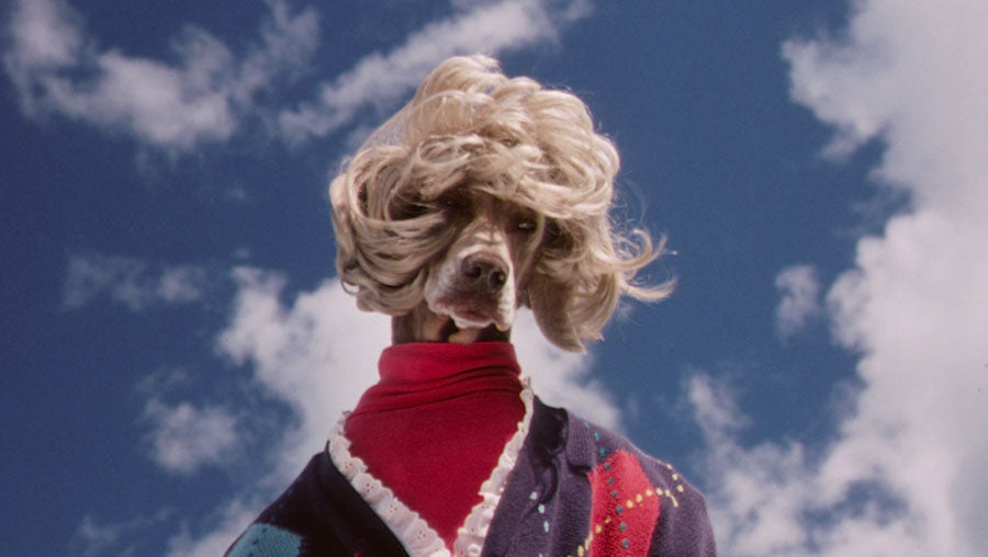 WILLIAM WEGMAN / The Hardly Boys