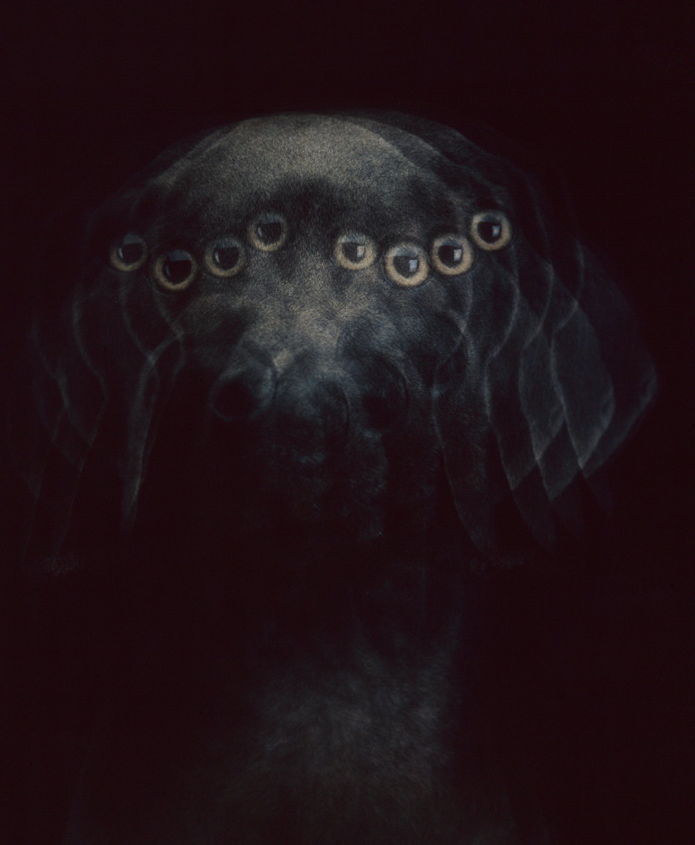 WILLIAM WEGMAN / Eyes