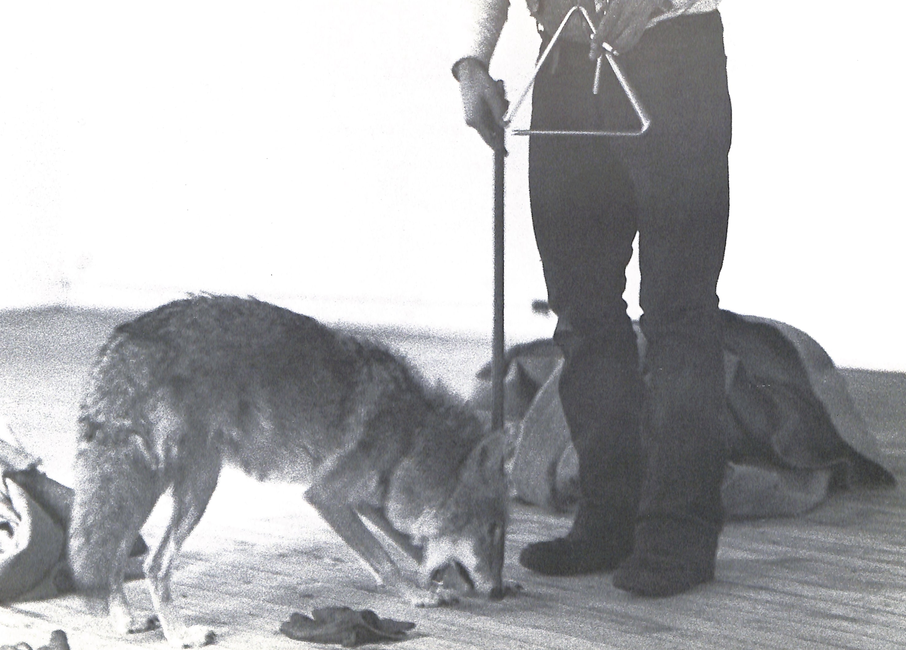 TISDALL / JOSEPH BEUYS COYOTE - Landslide Books
