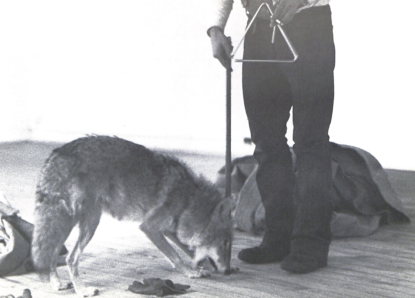 CAROLINE TISDALL / JOSEPH BEUYS: COYOTE