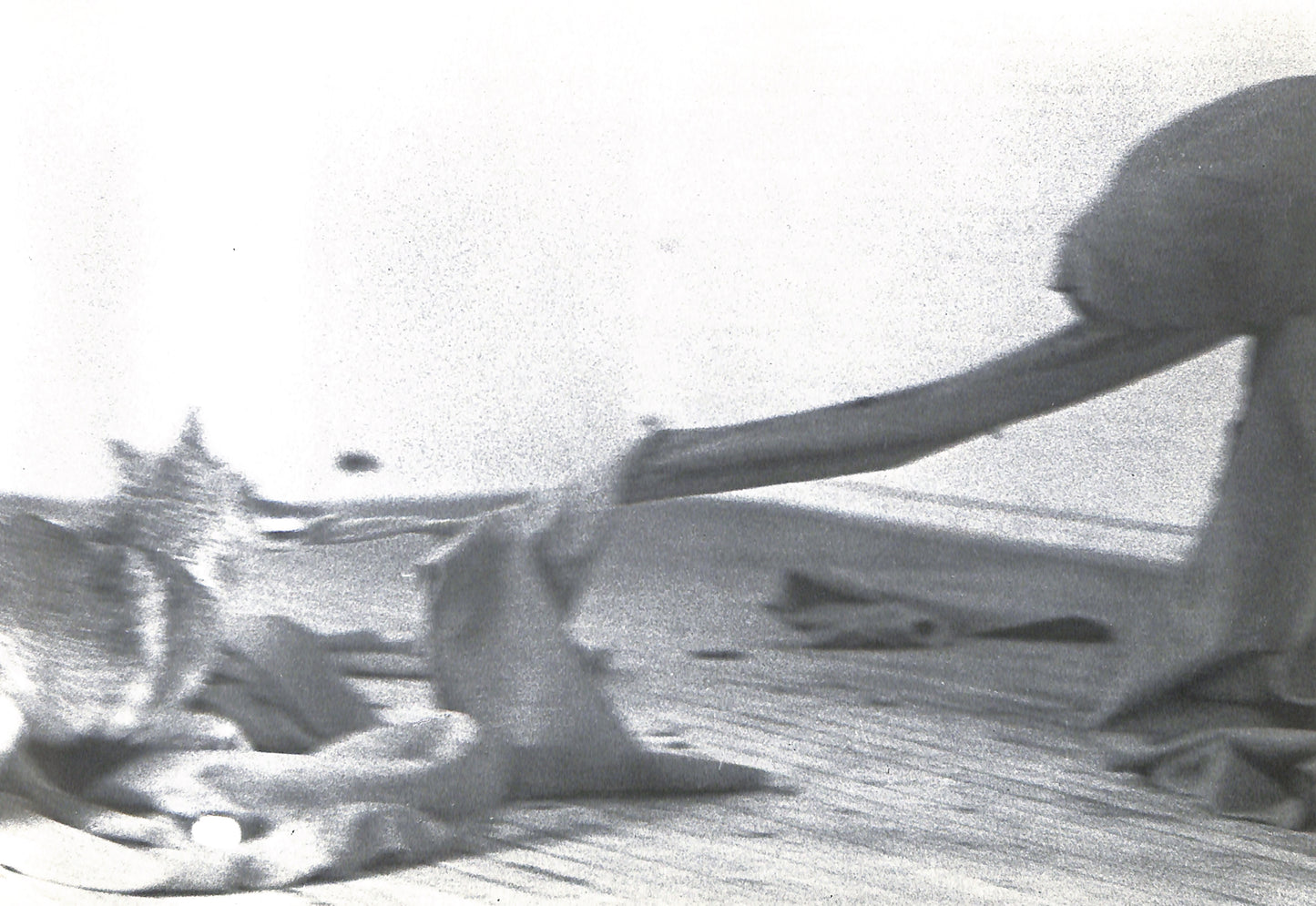 CAROLINE TISDALL / JOSEPH BEUYS: COYOTE