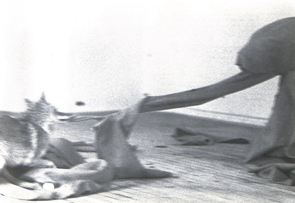 CAROLINE TISDALL / JOSEPH BEUYS: COYOTE