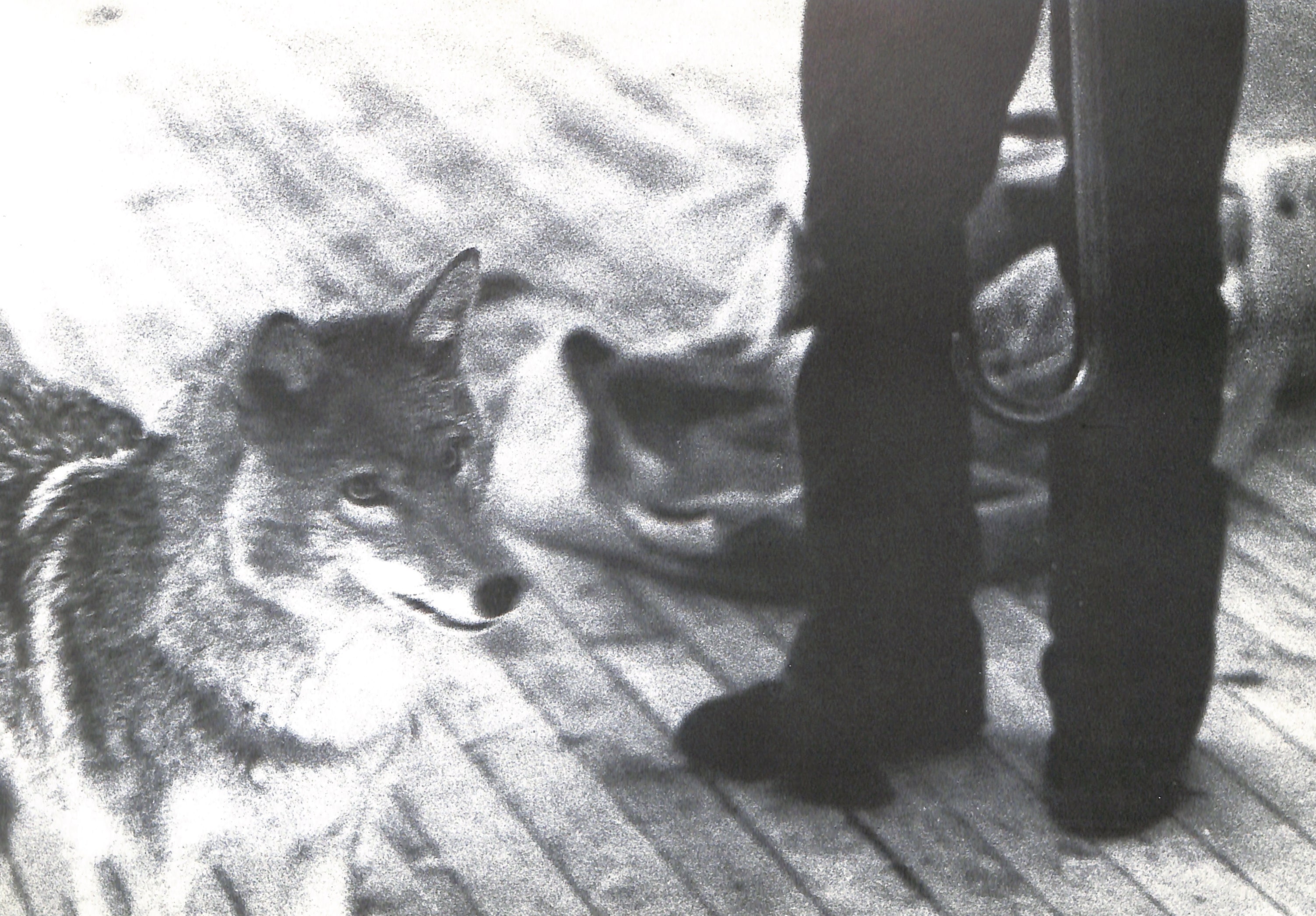 TISDALL / JOSEPH BEUYS COYOTE - Landslide Books