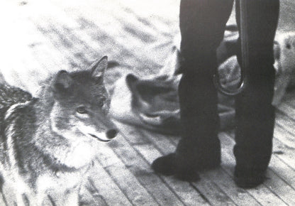 CAROLINE TISDALL / JOSEPH BEUYS: COYOTE