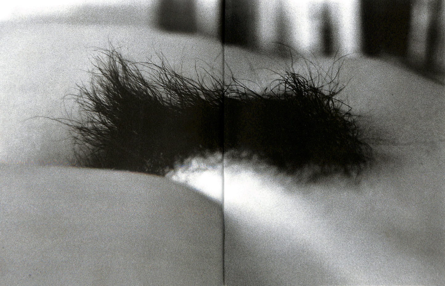 DAIDO MORIYAMA / Imitations