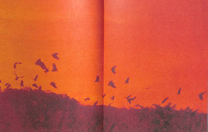 ADÉL KOLESZÁR / Only Have Faith