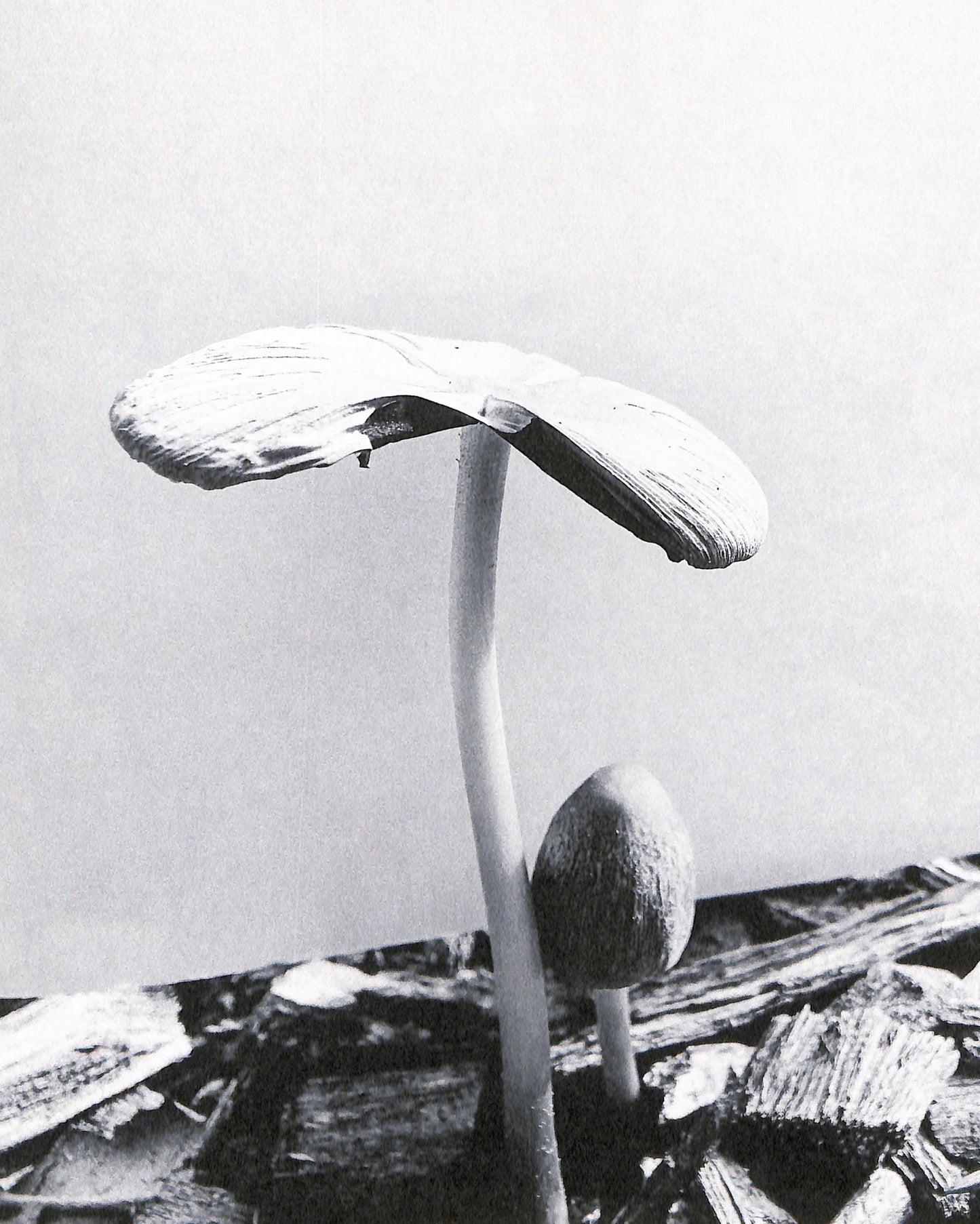 YING ANG / Fruiting Bodies