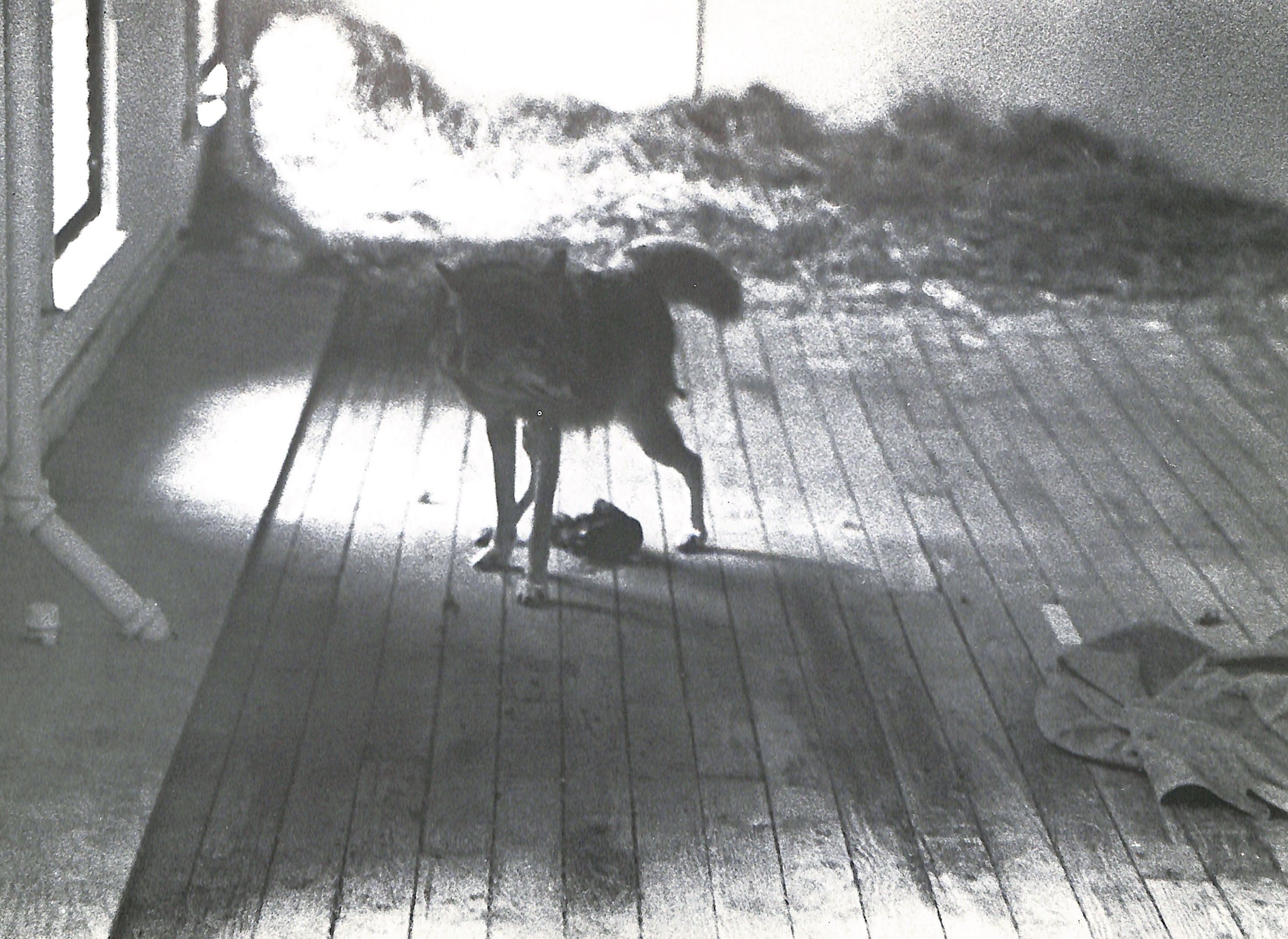 TISDALL / JOSEPH BEUYS COYOTE - Landslide Books