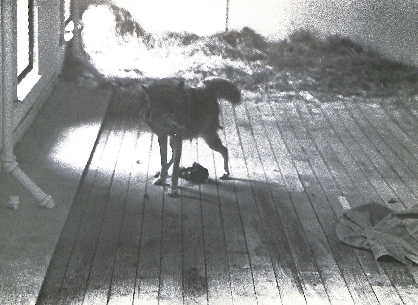 CAROLINE TISDALL / JOSEPH BEUYS: COYOTE