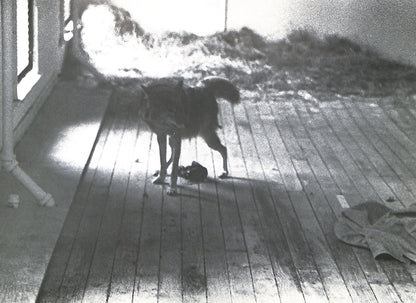 CAROLINE TISDALL / JOSEPH BEUYS: COYOTE