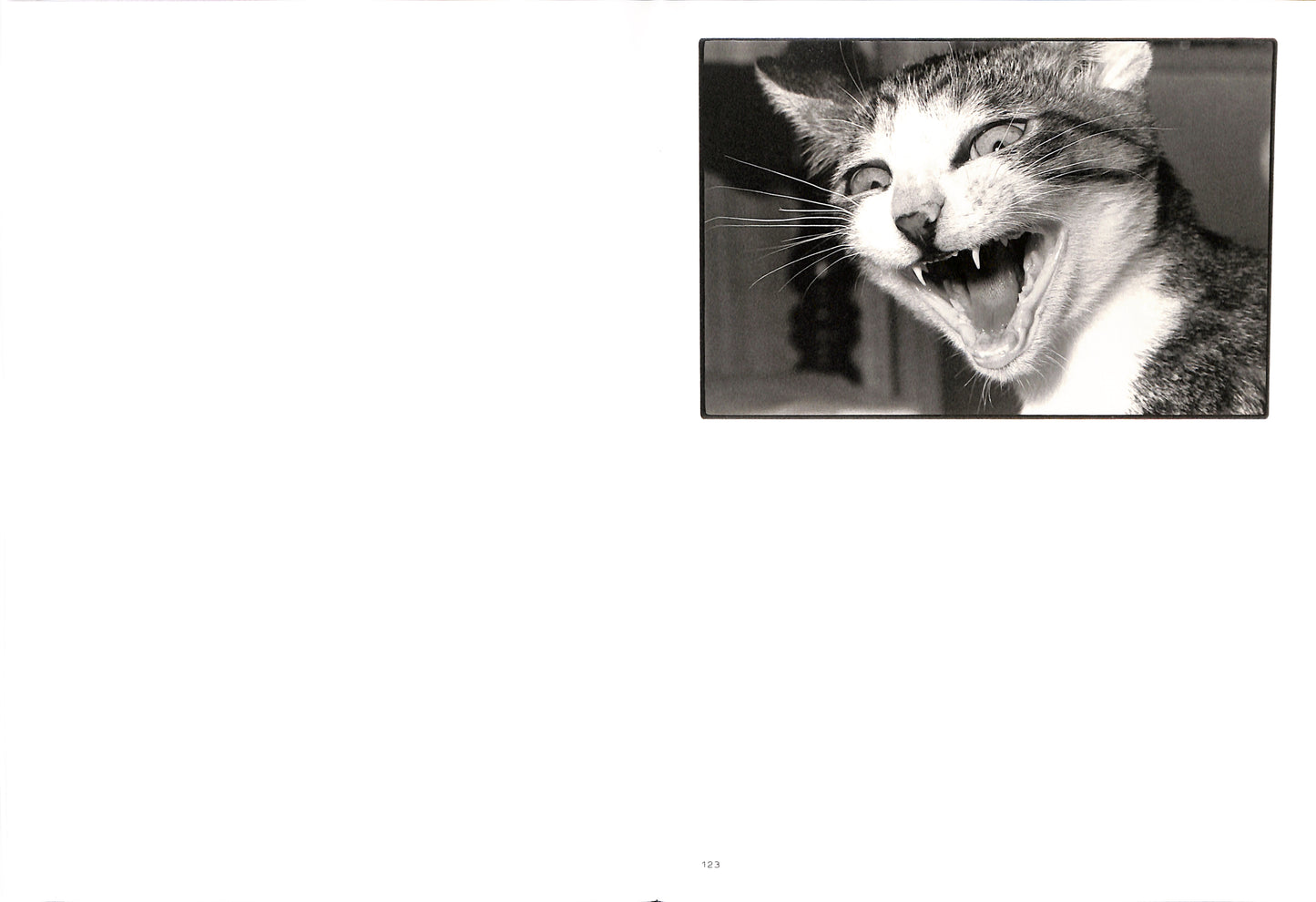 MASAHISA FUKASE / Sasuke