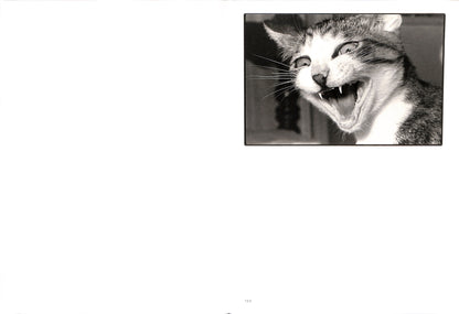 MASAHISA FUKASE / Sasuke