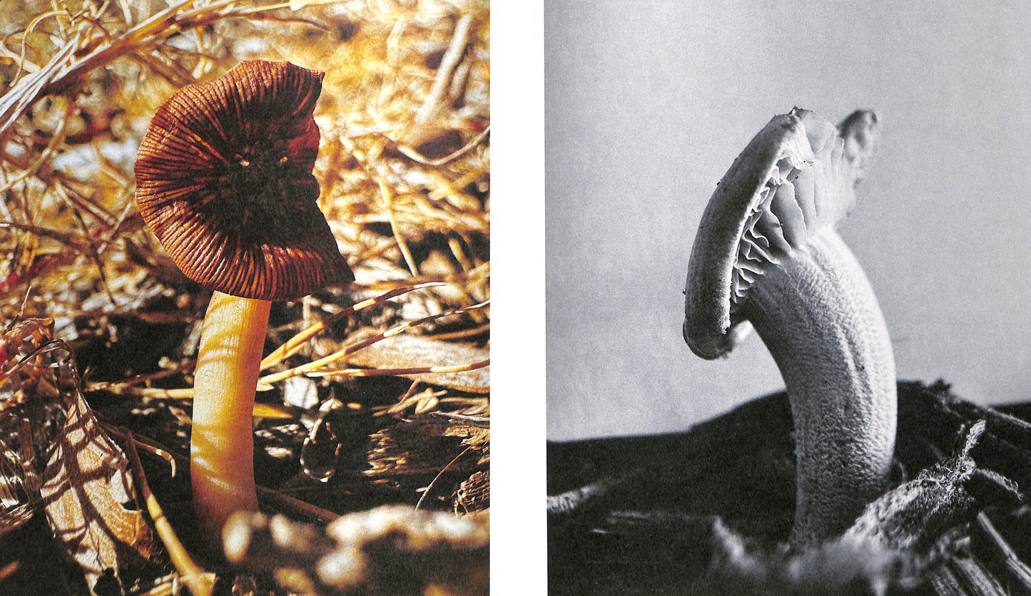 YING ANG / Fruiting Bodies