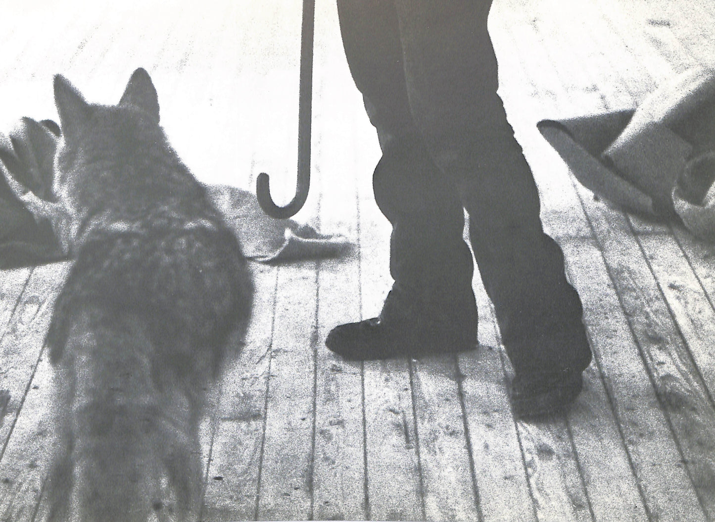 CAROLINE TISDALL / JOSEPH BEUYS: COYOTE