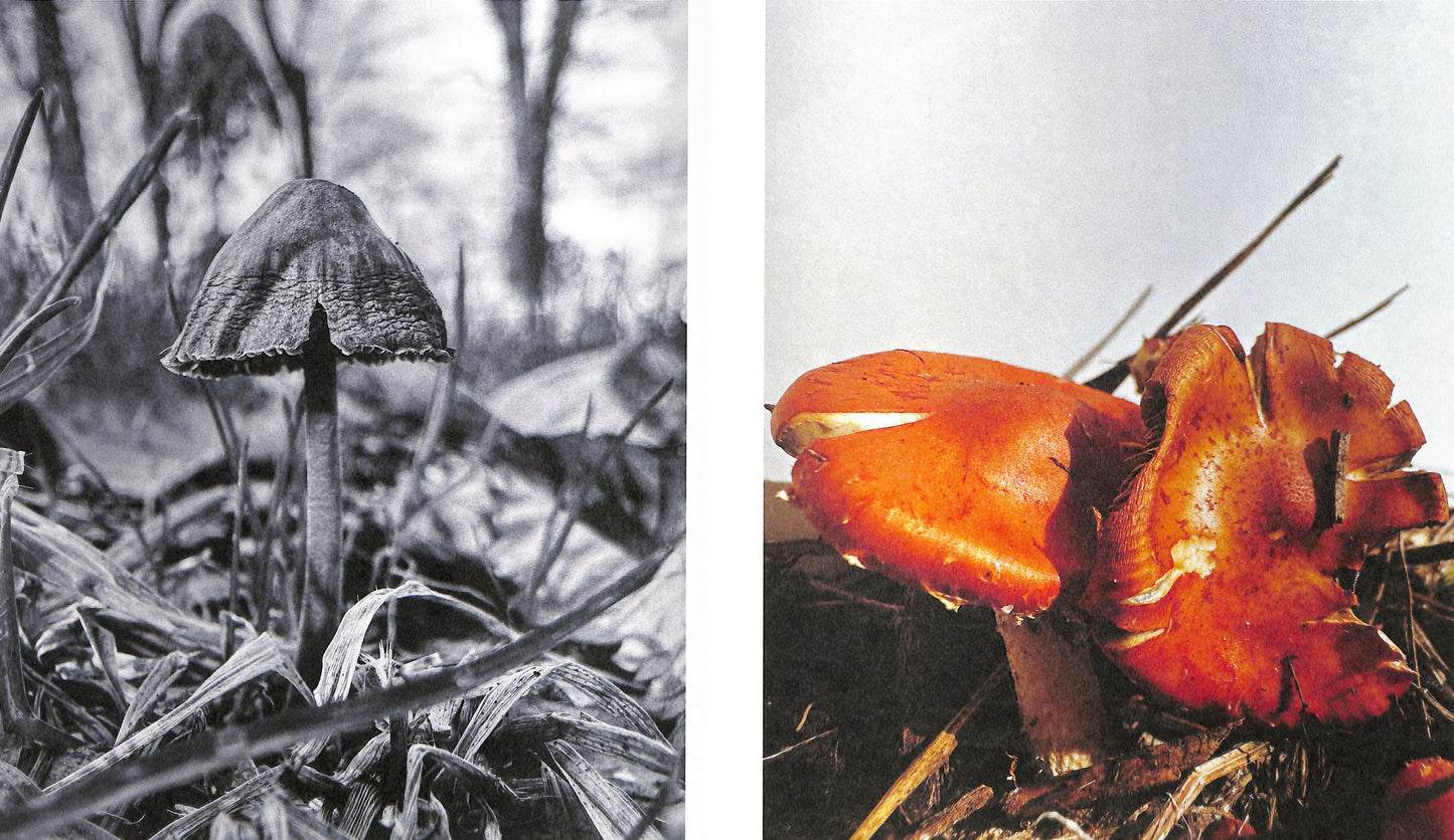 YING ANG / Fruiting Bodies