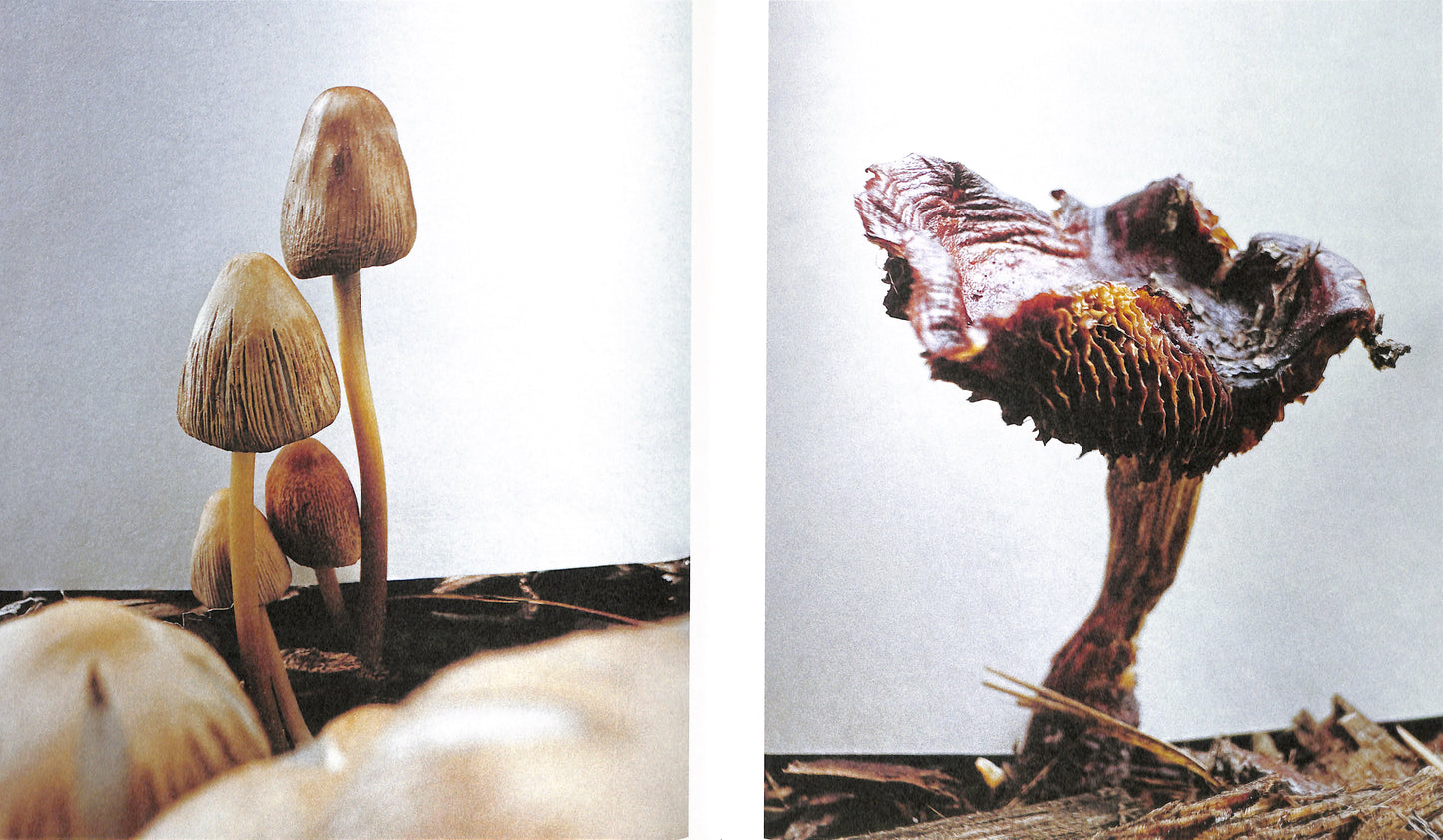 YING ANG / Fruiting Bodies