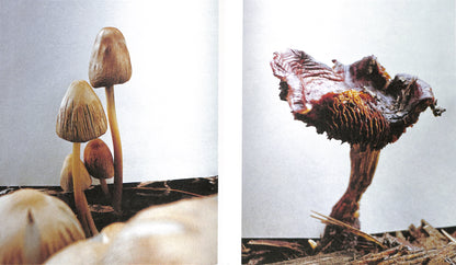 YING ANG / Fruiting Bodies