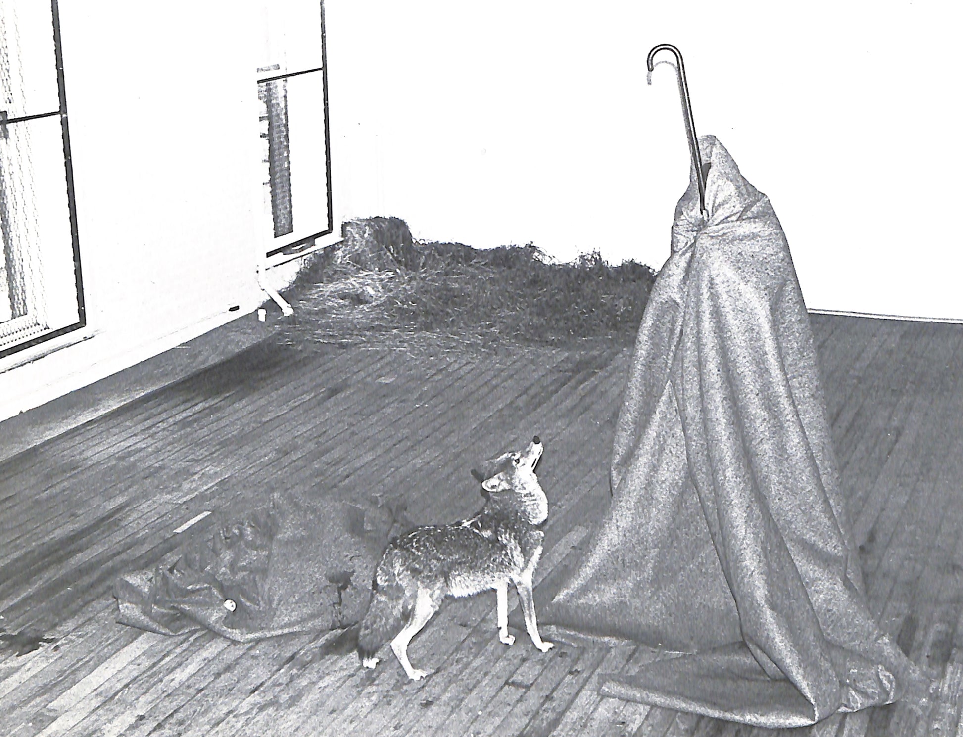 Interior shot - CAROLINE TISDALL / JOSEPH BEUYS: COYOTE. Black and white image of a deer standing on a wooden floor with a large fabric draped over a chair.