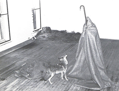 Interior shot - CAROLINE TISDALL / JOSEPH BEUYS: COYOTE. Black and white image of a deer standing on a wooden floor with a large fabric draped over a chair.