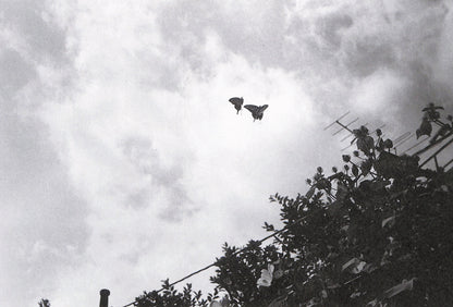 NOBUYOSHI ARAKI / Last Year's Photographs (Special Edition)