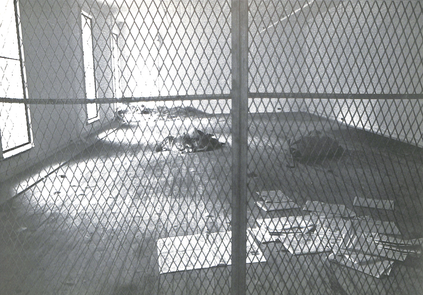 CAROLINE TISDALL / JOSEPH BEUYS: COYOTE