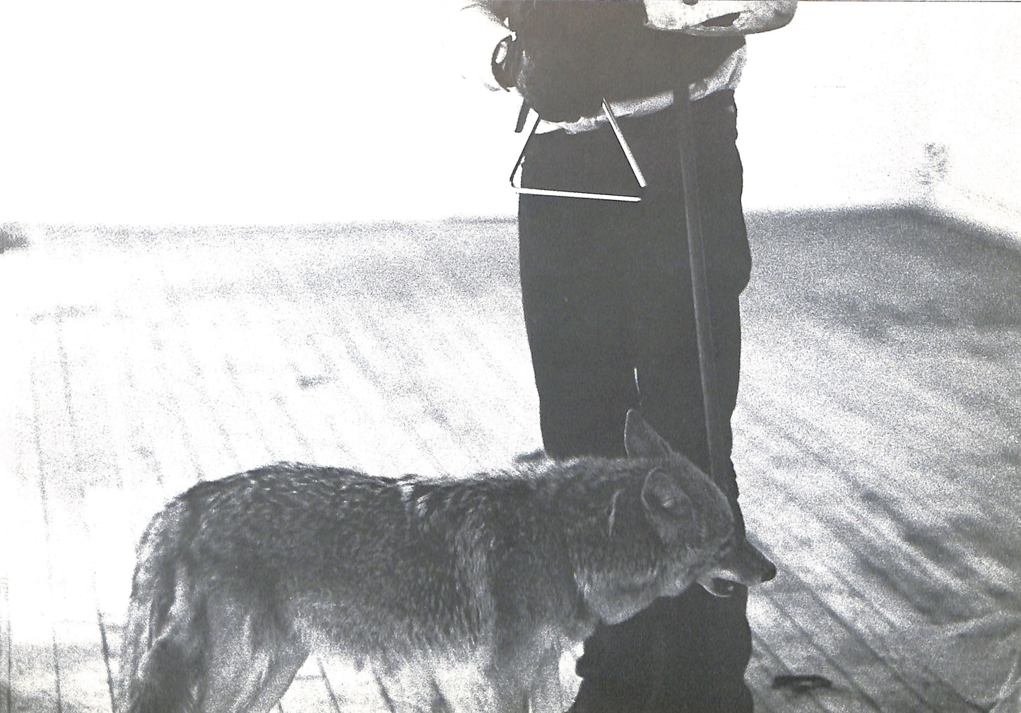 CAROLINE TISDALL / JOSEPH BEUYS: COYOTE