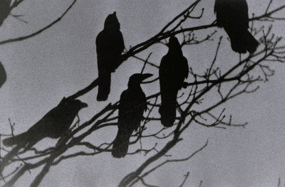 MASAHISA FUKASE / Ravens