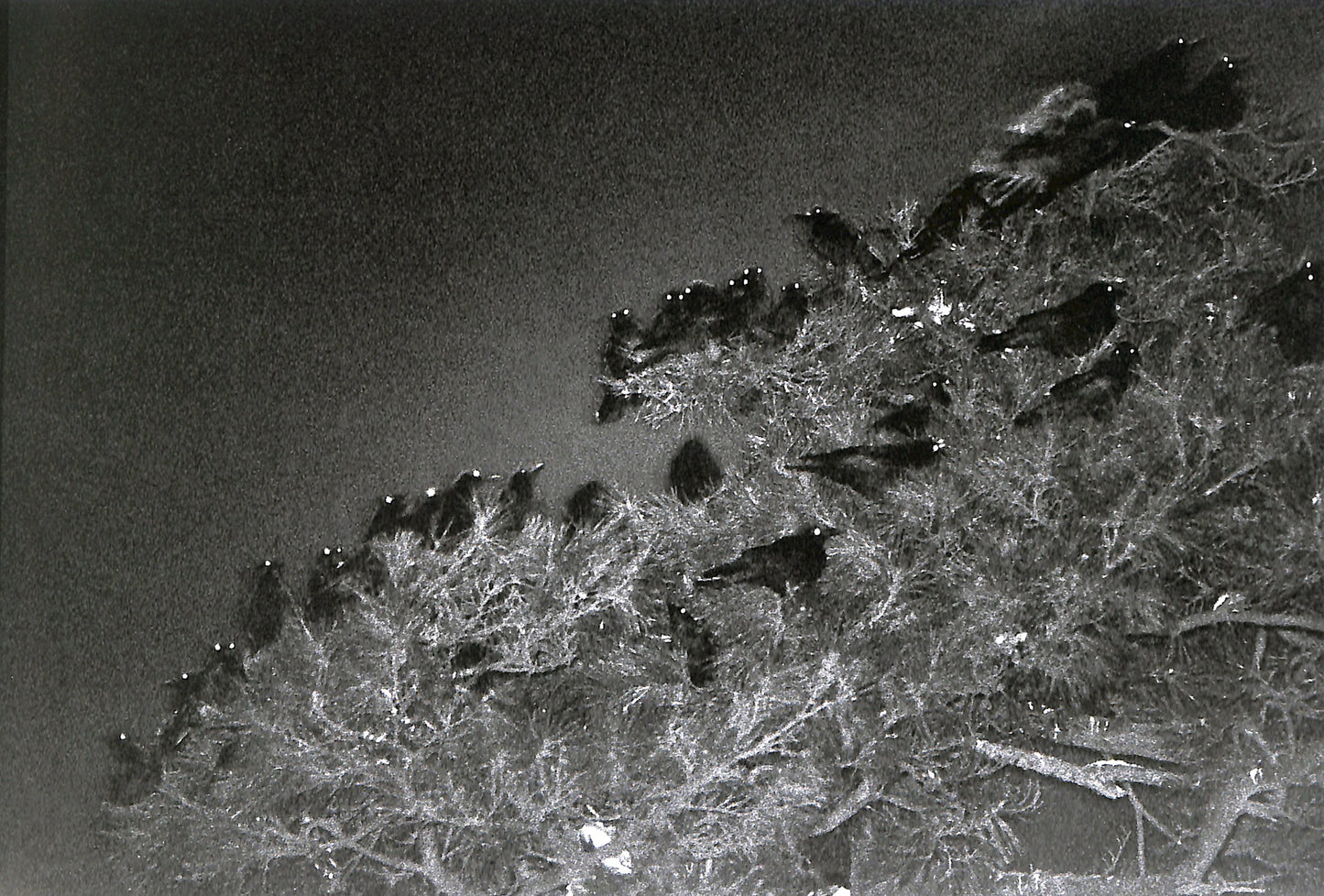MASAHISA FUKASE / Ravens