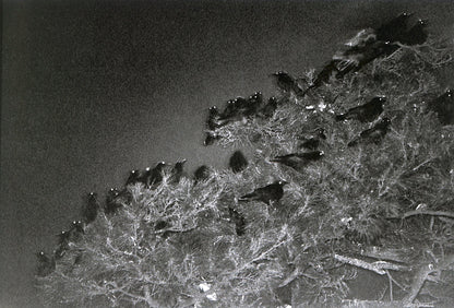 MASAHISA FUKASE / Ravens