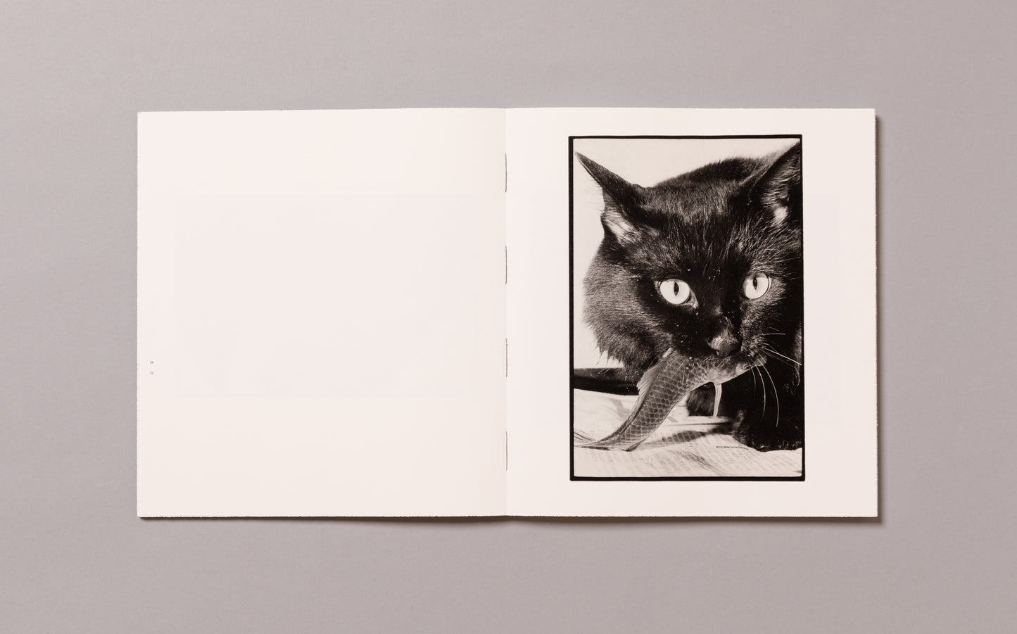 MASAHISA FUKASE / Wonderful Days