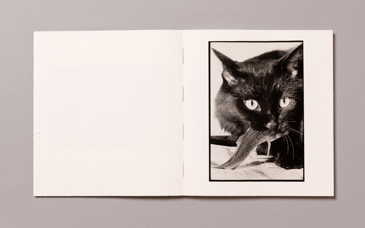MASAHISA FUKASE / Wonderful Days