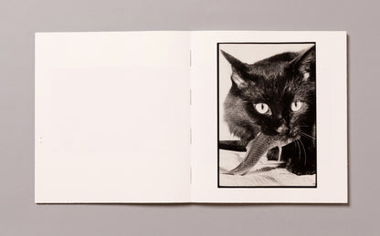 MASAHISA FUKASE / Wonderful Days