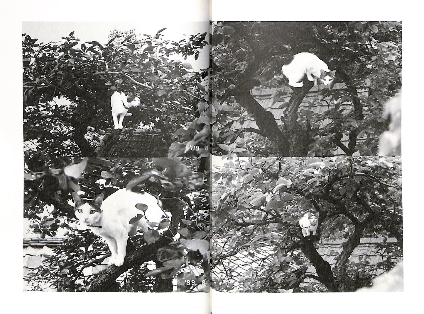 NOBUYOSHI ARAKI / Chiro, My Love