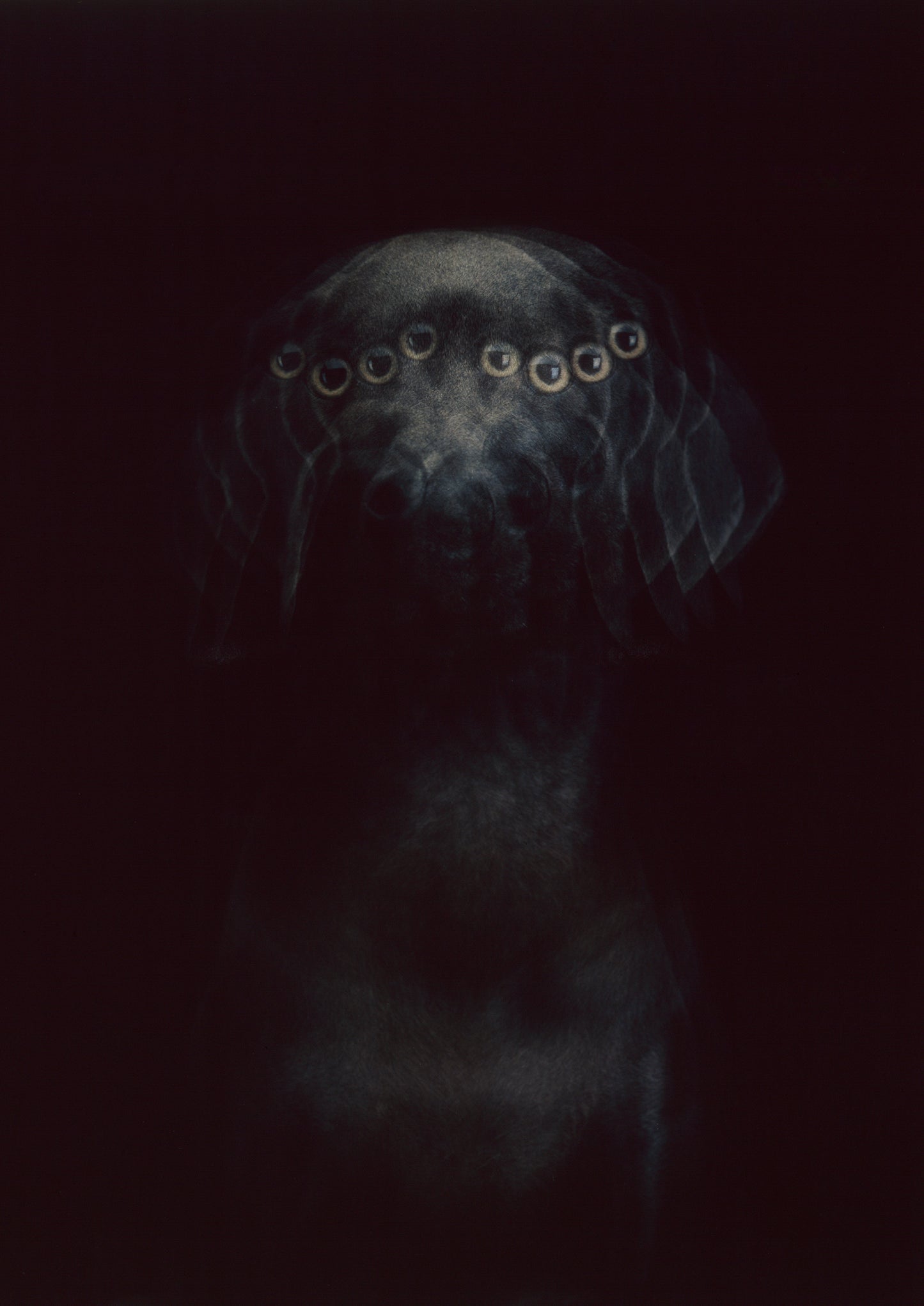 WILLIAM WEGMAN / Eyes
