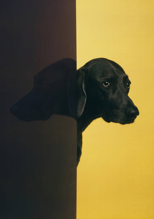 WILLIAM WEGMAN / The Dark Side